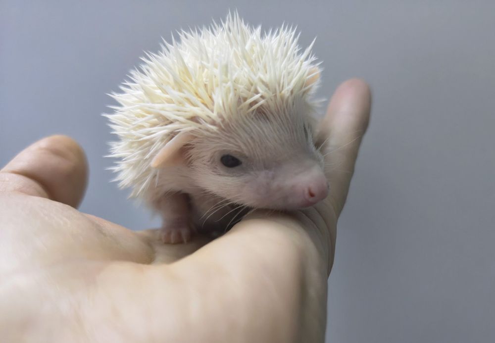 Jeż pigmejski Warszawa Kraków Toruń Kielce Lublin