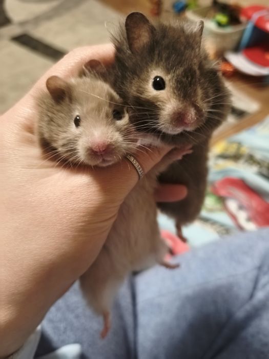 Віддам двох хом'ячків(дівчатка)