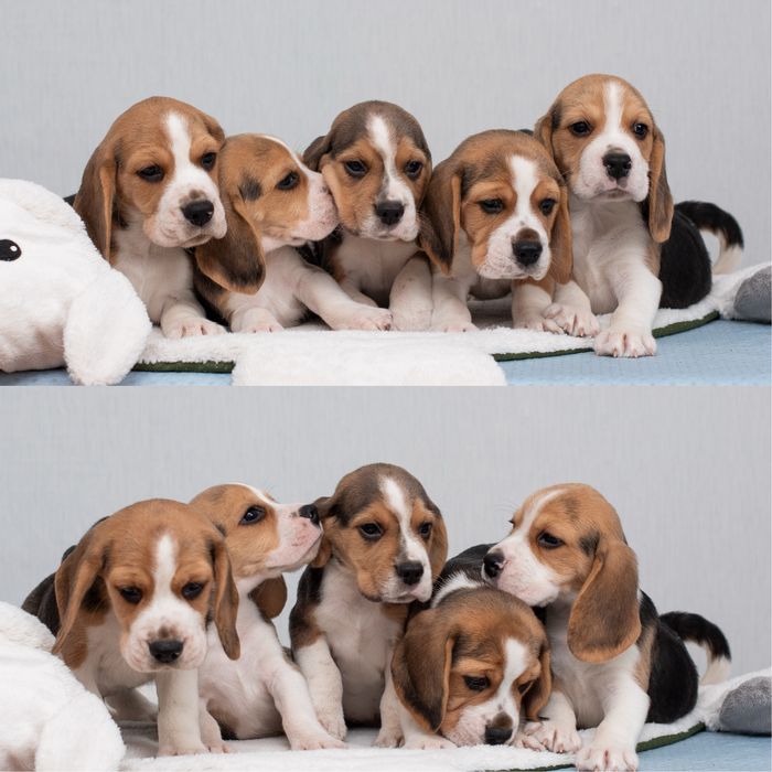 Цуценята бігля - 3 хлопчика  та  2 дівчинки, 2 місяці