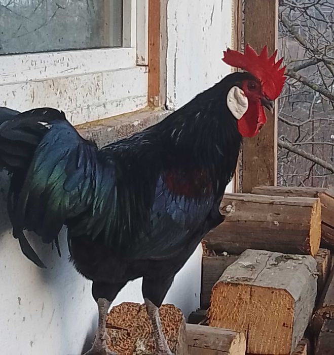 Продам півнів (півень) мінорки, плімутрок