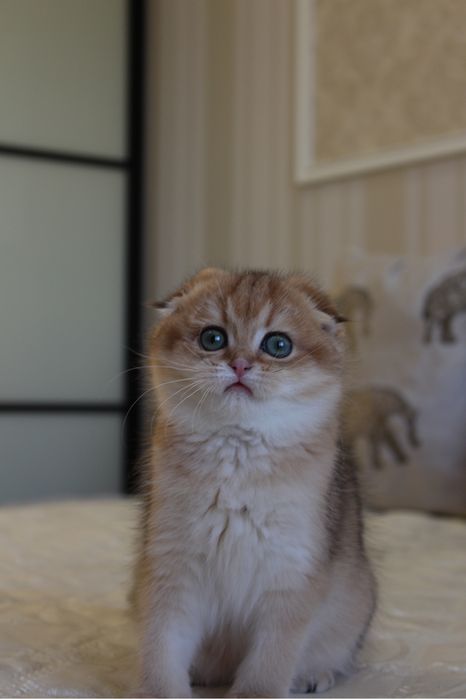 Золоті Шиншили. Кошенята неймовірної краси