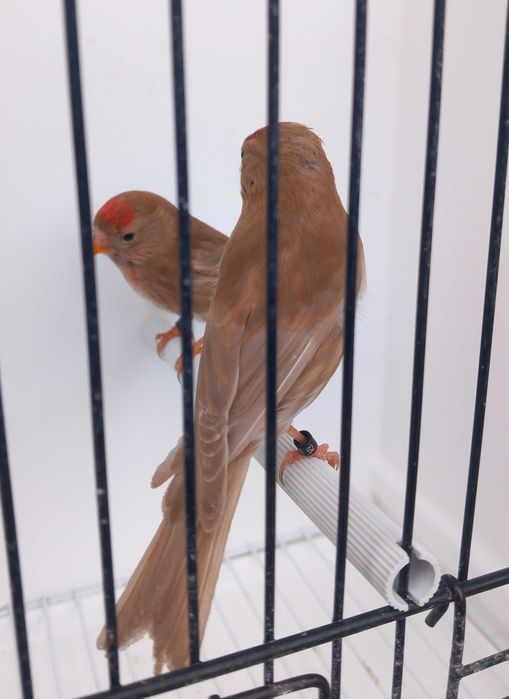 Machos de pintarroxo de queixo preto de mutação