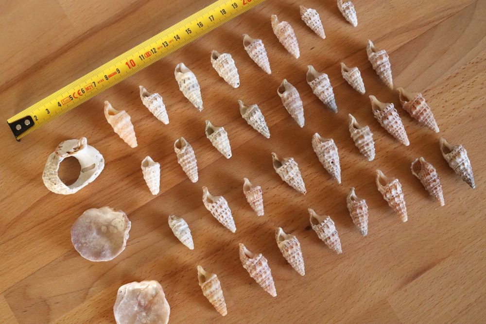 Conjunto 32 búzios e 3 conchas