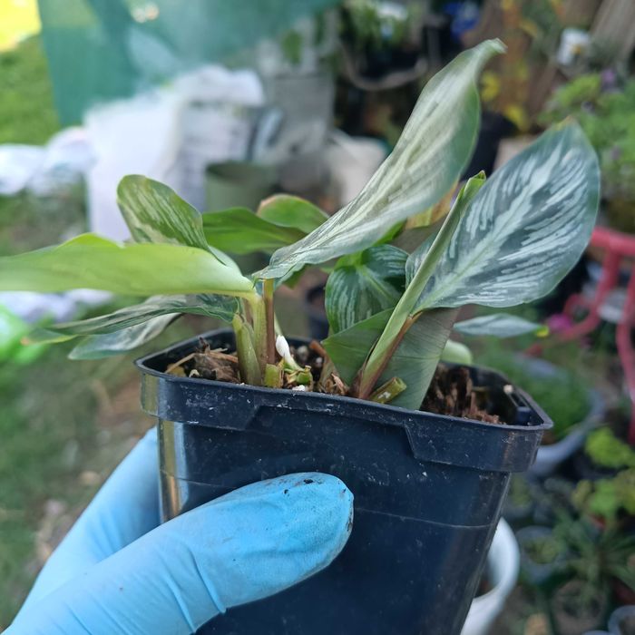 calathea, kalathea silver band cała doniczka, kilka sadzonek