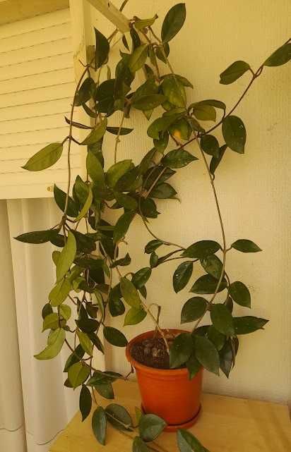 Trepadeira flor-de-cera com 2 pés e vários metros