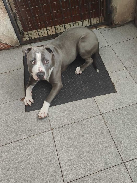 Zeus - Pitbull para adoção