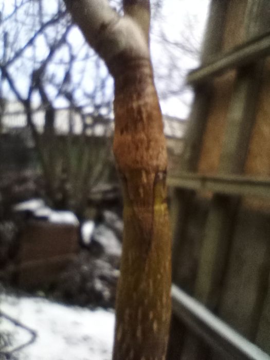 Грецький горіх привитий