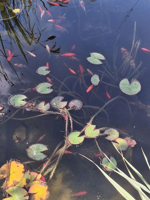 Рибки Коі (золоті , білі та кольорові) по 10-12 см