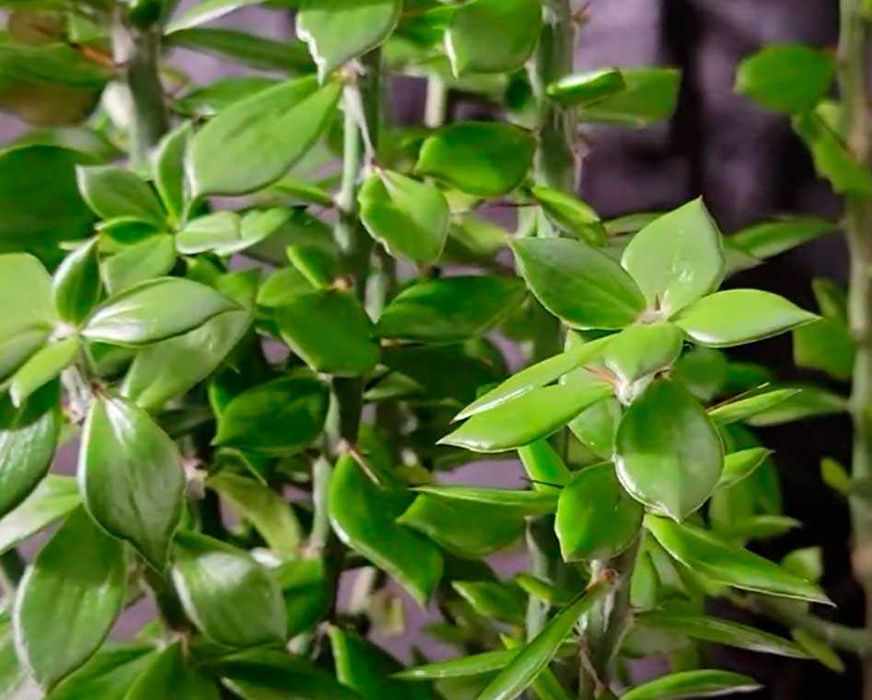 Кактус Перескіопсис (Pereskiopsis) черенки