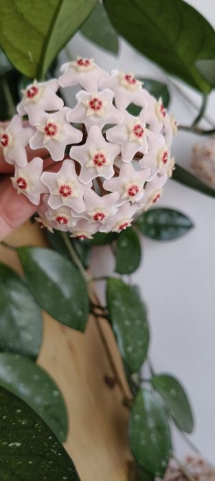 Hoya carnosa kwitnąca