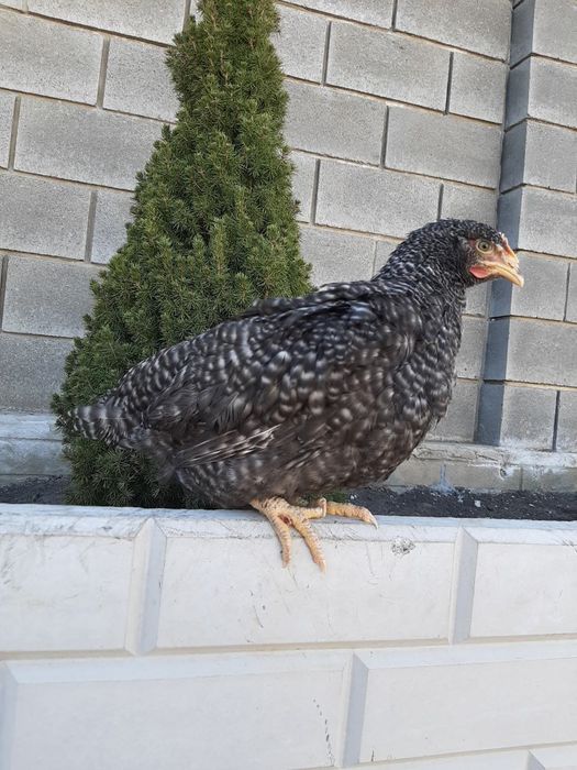 Несучки кури чеський домінант 5,5 місяців