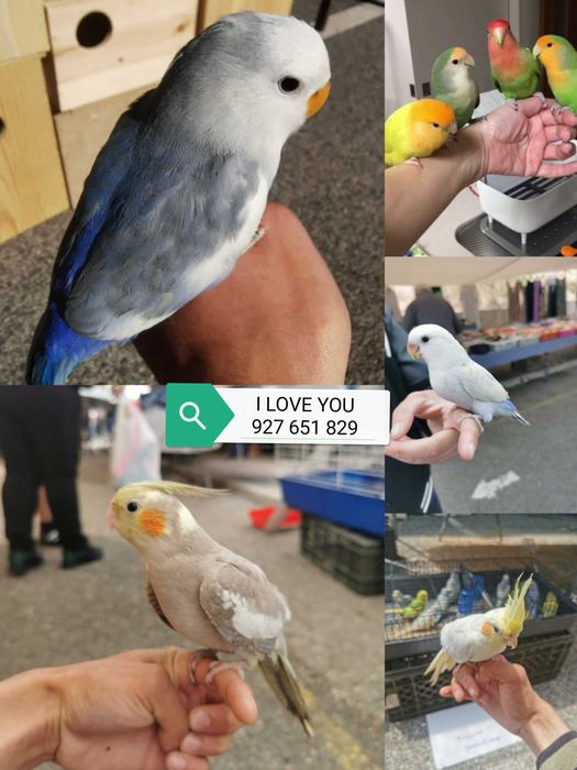 Roseicollis domésticados /Agraponis