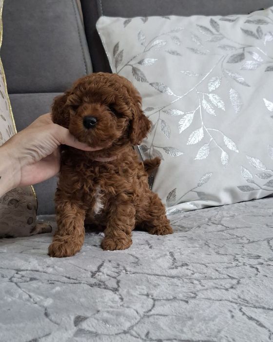 Хлопець той пудель, очаровашка