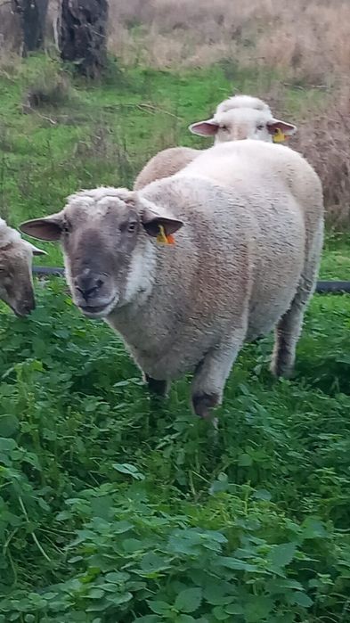 Vendo Carneiro cruzado com solfolk e com il de france