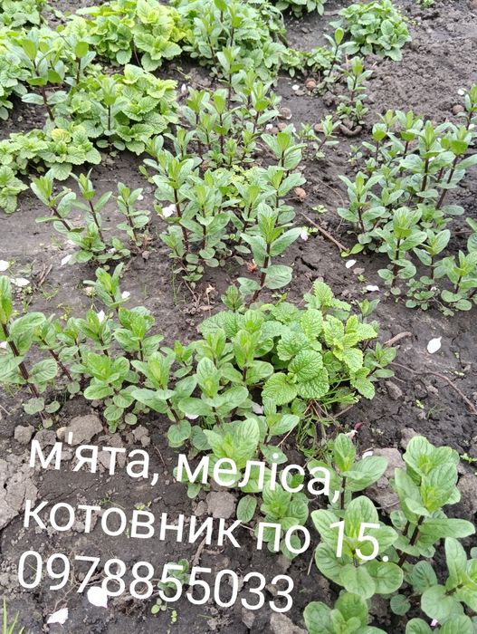 Шавлія лікарська запашна. Шалфей. Лікарські рослини