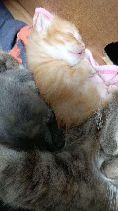 Кошенята британської кішки