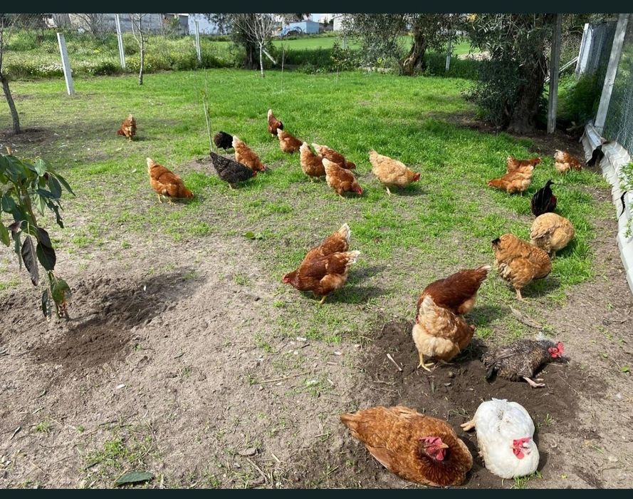 Ovos de galinhas caseiros.