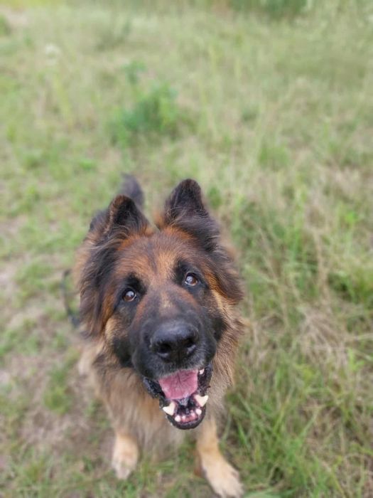 RAMBO!  oddany do schroniska, szuka domu na zawsze