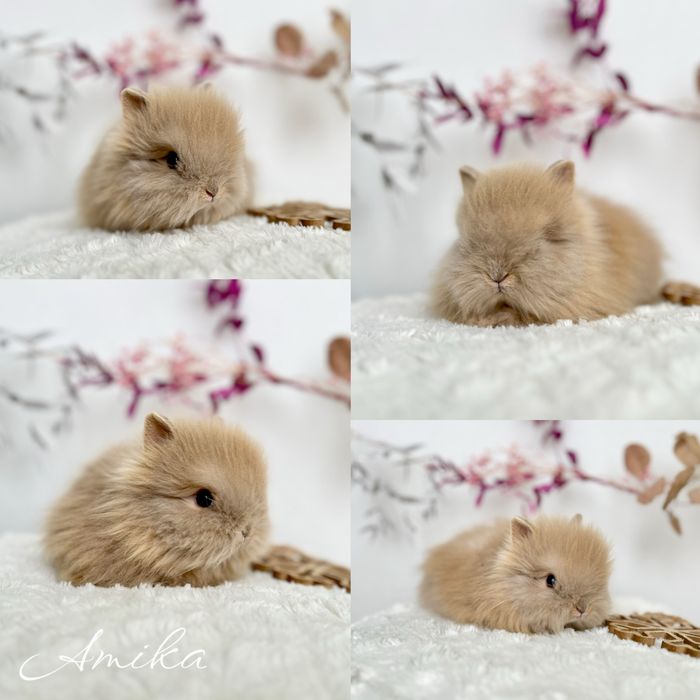 Króliczki Karzelki Teddy i Mini lopki Zarejestrowana hodowla