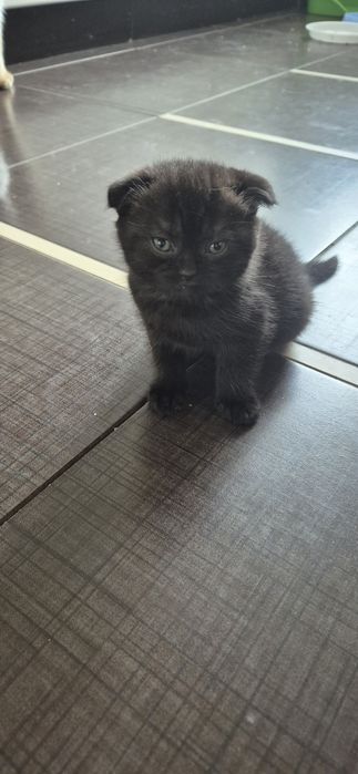 Шотландські Кошенята Scottish straight та Scottish fold