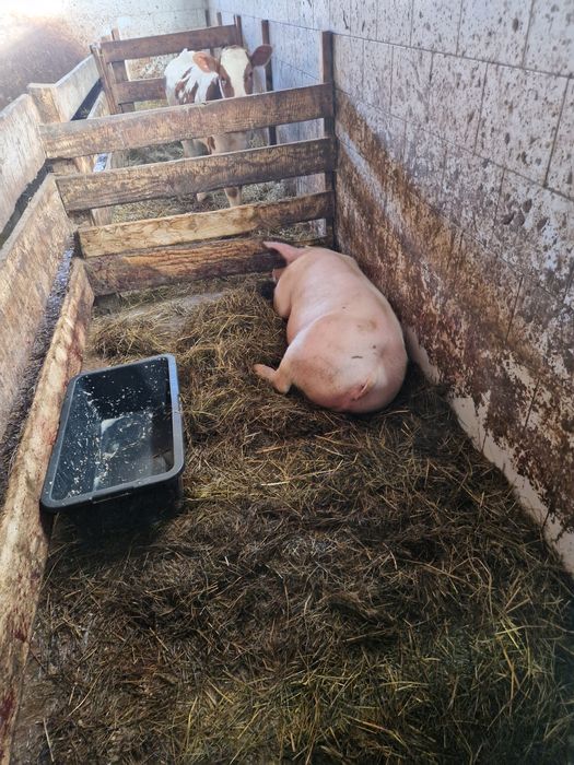 Sprzedam tucznika świnie