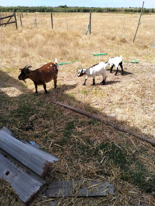 Cabrito micro anao