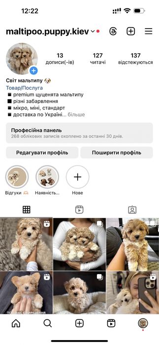 Хлопчик мальтипу F2 редбраун
