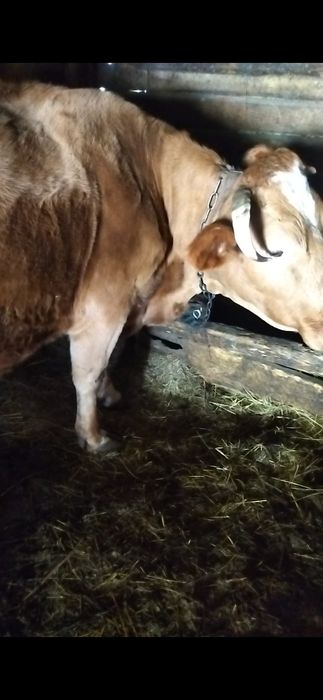 Продаються корови