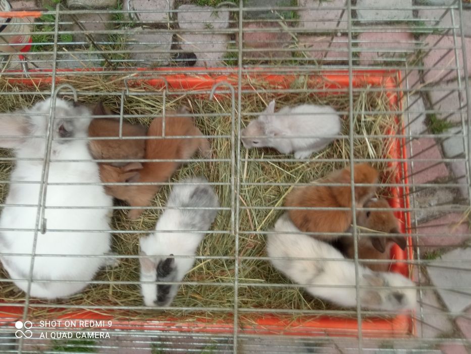 Małe króliki miniaturki