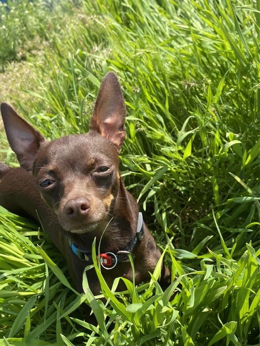 Зоомир  ищим подружку для вязки !!