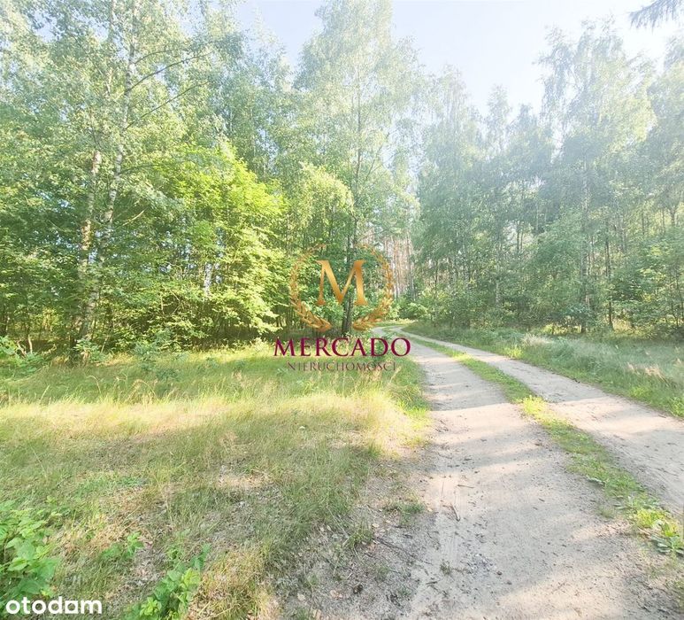 Wolnostojący dom 172m2, na działce 8821 m2,Grodnia