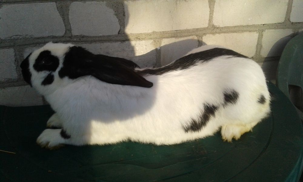 Німецький строкач