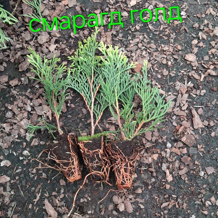 Продаються черенки декоративних рослин