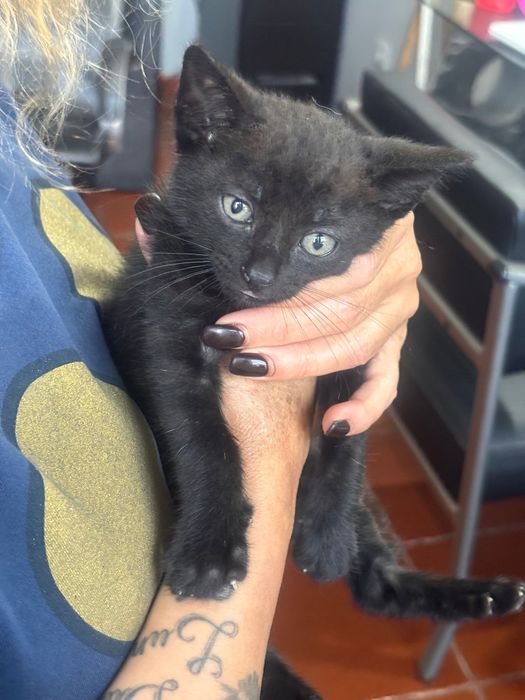 Gatinho para adoção