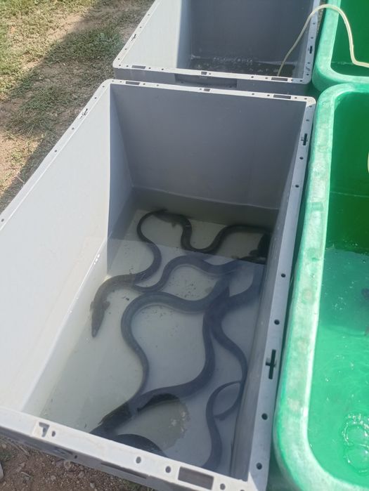 Szczupak Sandacz Sum Karp