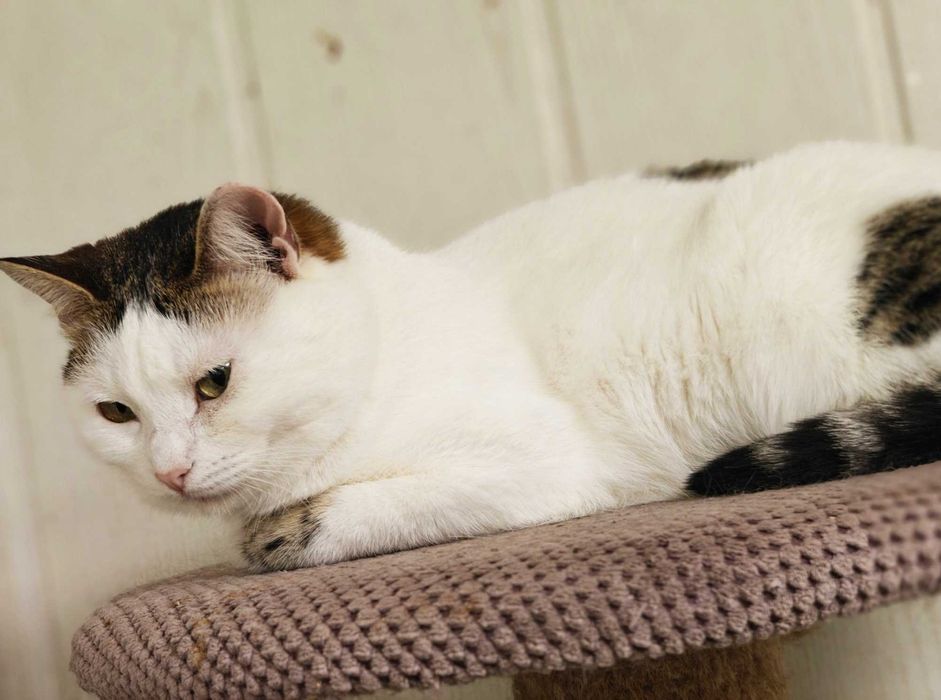 Брошка — ніжна киця 1,5 року - шукає дім  // кішка кошеня кіт