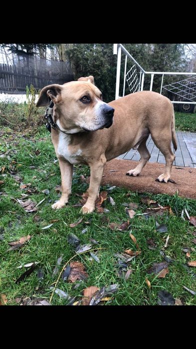 Oddam nie groźnego dużego psa