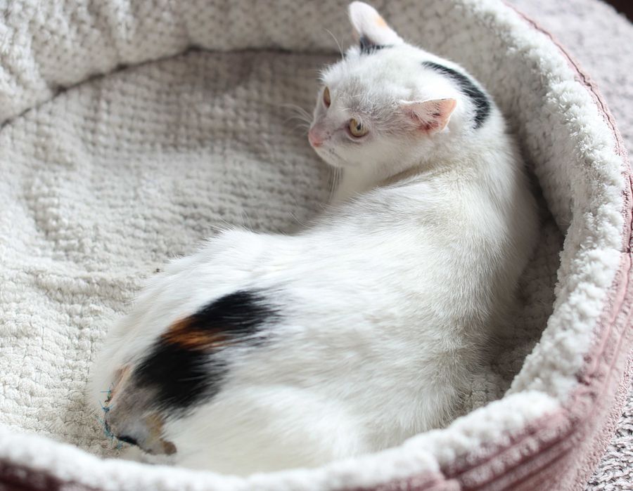 Mistyque i Mela czekają na wspólny dom.