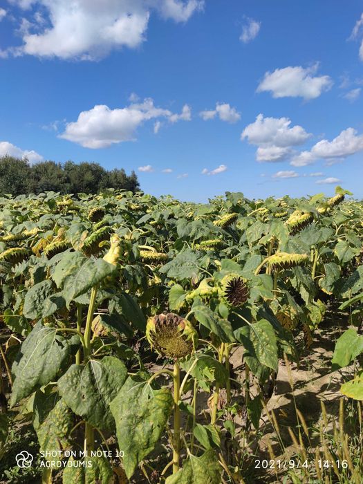 Słonecznik oleisty nasiona słonecznika NSH 8002