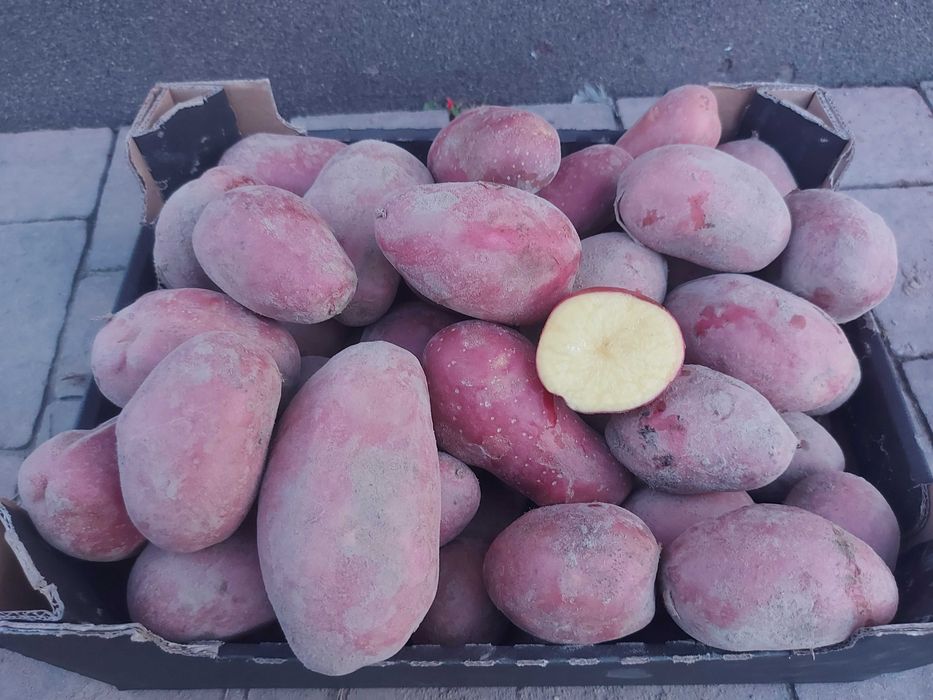 Ziemniaki jadalne redsonia i belarosa