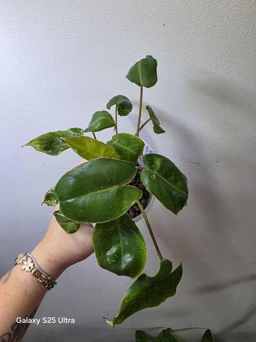 Philodendron burle marx snow white