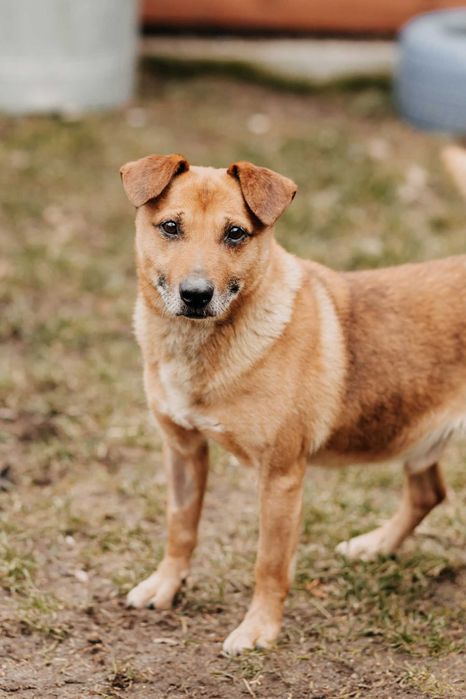 12-kg Kajtek szuka domu na zawsze!