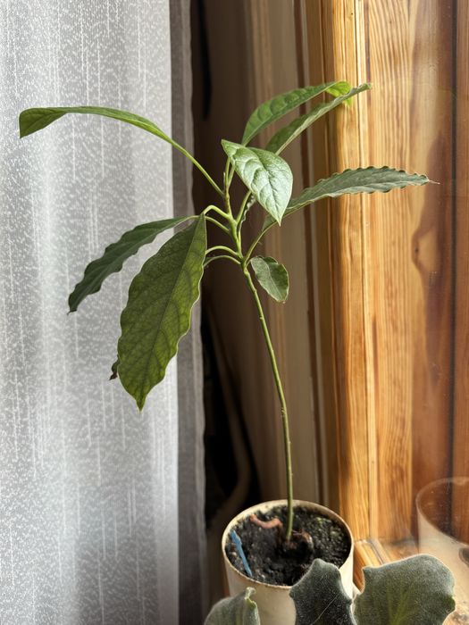 Авокадо 30 см. 100 грн