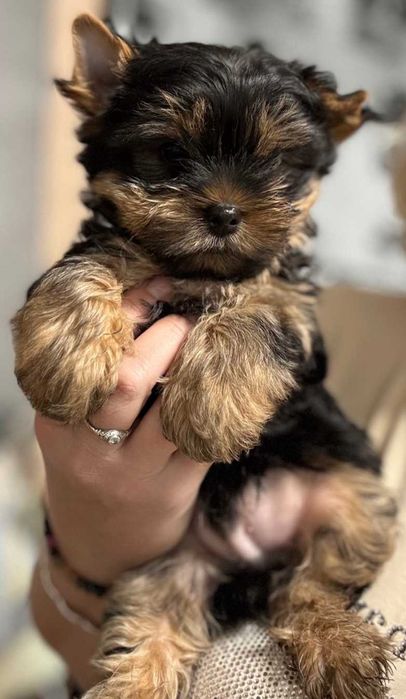 Очаровательные щенки породы йоркширский терьер.