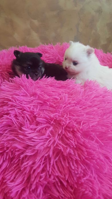 Śliczne szczeniaki szpic pomeranion