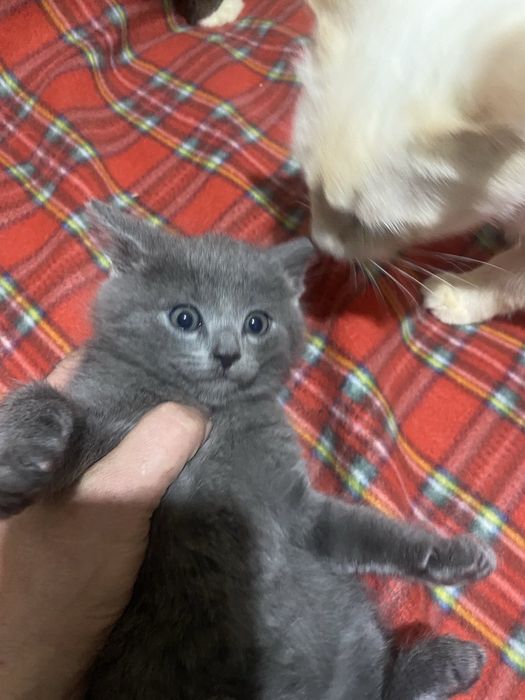 Кошеня гарне породисте