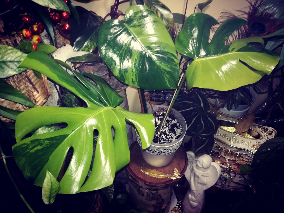 Monstera Green on Green Variegata mint Filodendron Big Form NA PREZENT