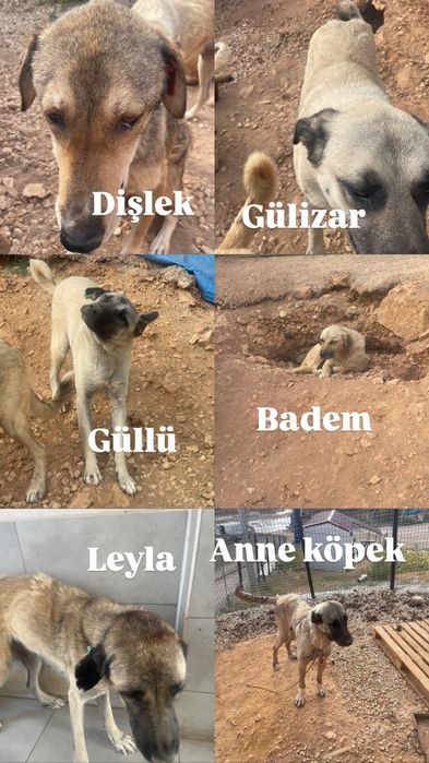 Piękna sunia w typie tureckim