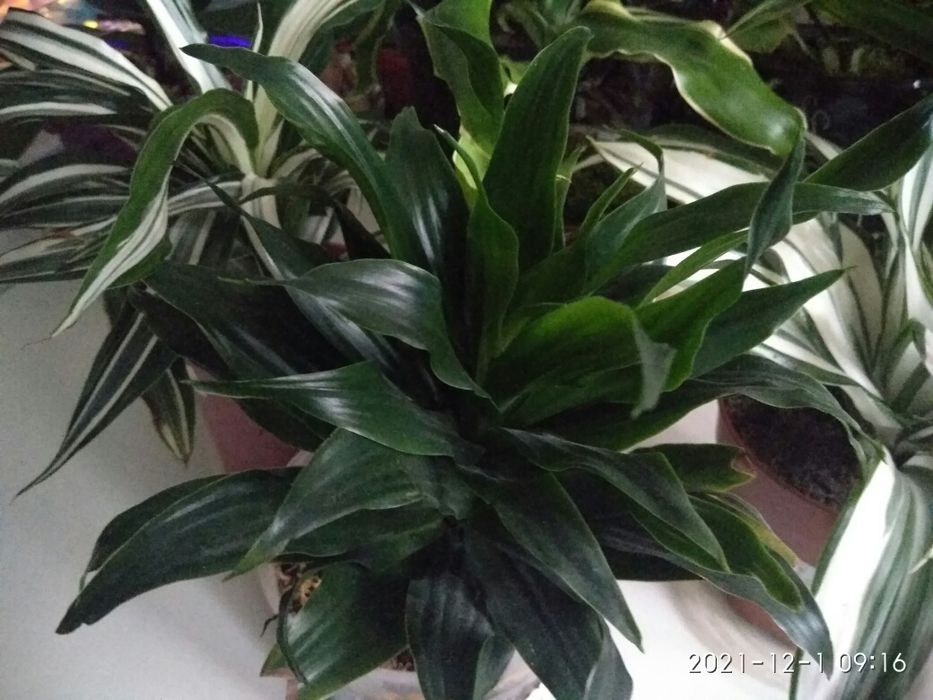 Драцена сортовая