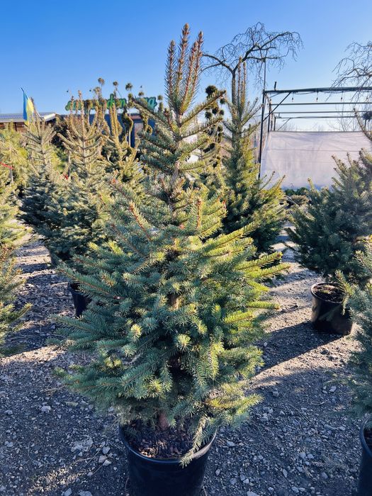 Ялинка в горщику Ялинка жива